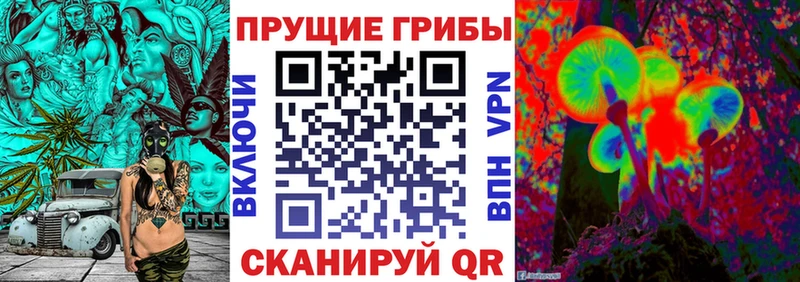 дарк нет Telegram  купить   Почеп  Псилоцибиновые грибы GOLDEN TEACHER 